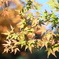 紅葉−１