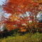 昭和記念公園