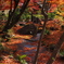 京都の紅葉2013　2-14