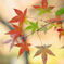 紅葉の輪