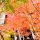 紅葉のカーテン