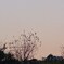 夕景（４）