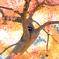 まっくろくろすけさんと紅葉♪