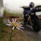 一輪の花と愛車