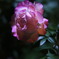 happiness pink