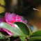 IMG_7142　花