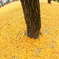 Floor of autumn colors