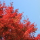赤紅葉