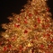 YEBISU　TREE
