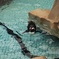Little Penguin 