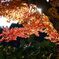 紅葉より降り注ぐ陽光