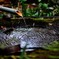水の音