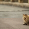 猫は何を想う？