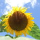 照りつける太陽？