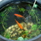 京風な金魚