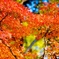 大紅と淡黄