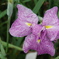 花菖蒲
