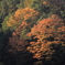 山紅葉燃ゆ