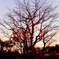 暮れの木