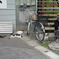 路地裏の仲間たち