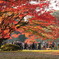 紅葉をとる人々