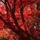 見事な紅葉