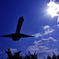 photo_299301