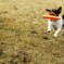 I CAN FLY