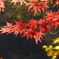 秋だもの