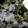 夜桜