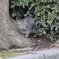 アー、クッタ、クッタ。お姉ちゃんアリガとぉー！！