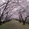 桜並木
