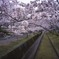 花見