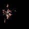 夜の花