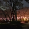 cherry blossoms at night