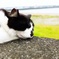 ぬこ