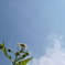 花と空