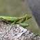 カマキリ！
