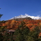 四段紅葉