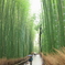 竹林の道