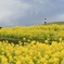 菜の花独り占め♪