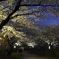 夜桜探訪