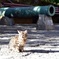 大砲と猫