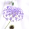 花花♪