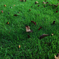 grass