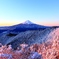 朝陽に色付く樹氷