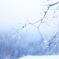 雪のしずく☆