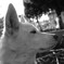 うちの犬