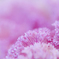 花のように