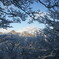 木々からの平成新山